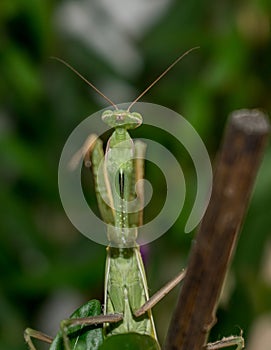 Mantids- Mantidae is one of the largest families in the order of praying mantids, based on the type species Mantis religiosa.
