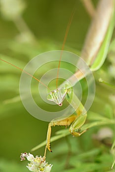 Mantis