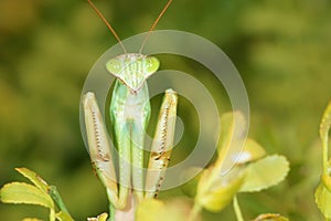 Mantis