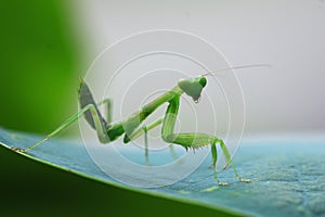 Mantis