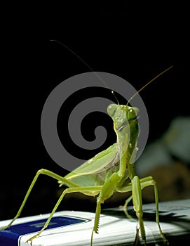 Mantis