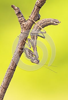 Mantis Ameles decolor, adult female in Croatia