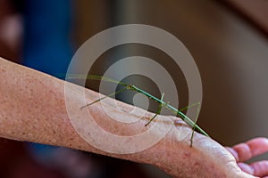 Mantis animal on human hand