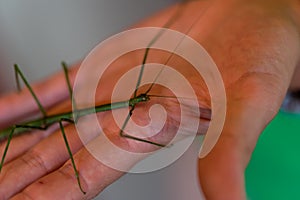 Mantis animal on human hand