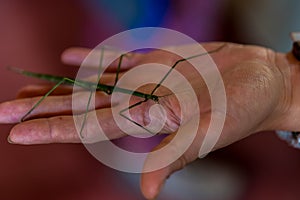 Mantis animal on human hand