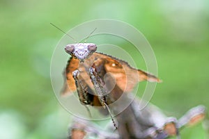 Mantis, animals, macro, bokeh, insect, nature,