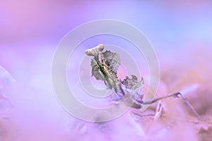 Mantis, animals, macro