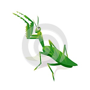Mantis in an attacking pose