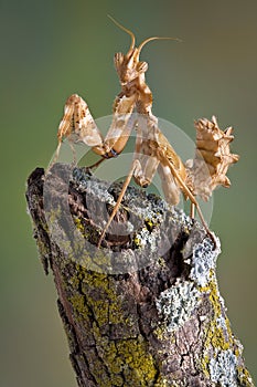 Mantis on branch