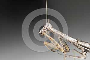 Mantis cleaning its hands