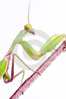 Mantis climb up