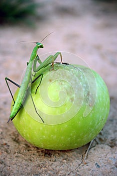 Mantis climbing on apple