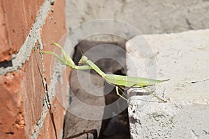 Mantis, climbing on a brick wall.