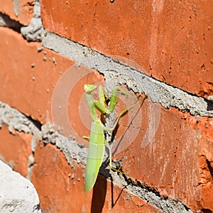 Mantis, climbing on a brick wall