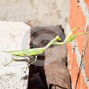 Mantis, climbing on a brick wall