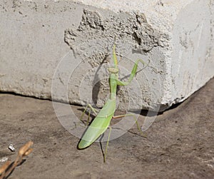 Mantis, climbing on a brick wall