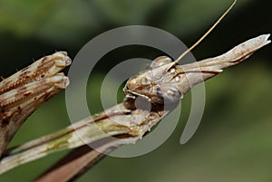 Mantis close up
