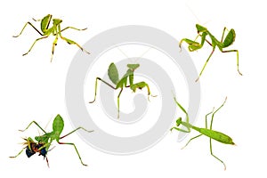 Mantis close-up collections isolated on whit