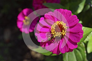 Mantis close up on pink flower