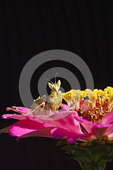 Mantis close up on pink flower