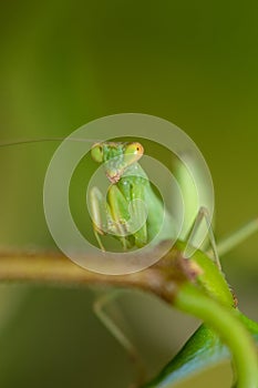 Mantis close up view on a leaf. Macro insect photography.