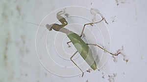 Mantis crawling on the light wall