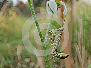 Mantis Creobroter Gemmatus on the stem