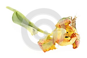 Mantis Creobroter gemmatus on tulip on a white background