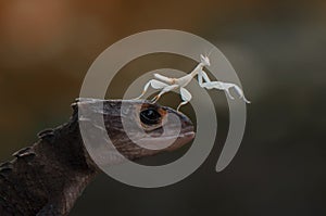 Mantis and Croc Skink