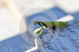 mantis. daylight. female. Shallow depth of field. macro shooting