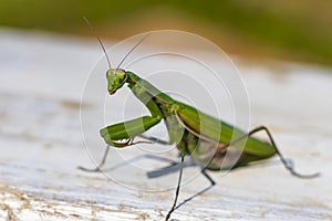 mantis. daylight. female. Shallow depth of field. macro shooting