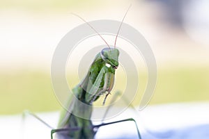 mantis. daylight. female. Shallow depth of field. macro shooting