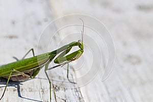 mantis. daylight. female. Shallow depth of field. macro shooting