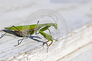 mantis. daylight. female. Shallow depth of field. macro shooting