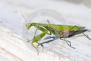 mantis. daylight. female. Shallow depth of field. macro shooting