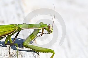 mantis. daylight. female. Shallow depth of field. macro shooting