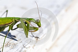 mantis. daylight. female. Shallow depth of field. macro shooting