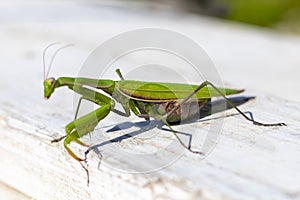 mantis. daylight. female. Shallow depth of field. macro shot. focus on the stomach