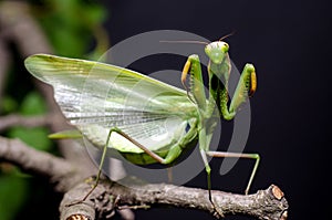 Mantis in Defensive Stance