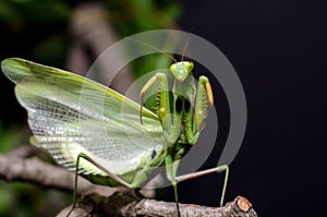 Mantis in Defensive Stance