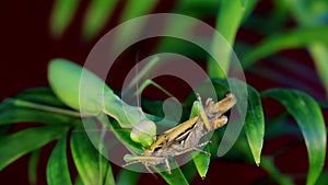 Mantis eat prey