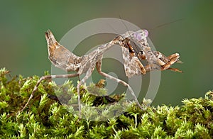 Mantis eating cricket