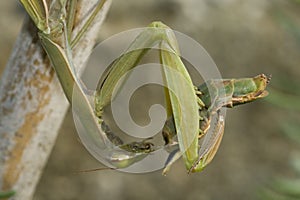 Mantis eating mate closeup