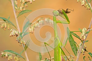 Mantis eats grasshopper