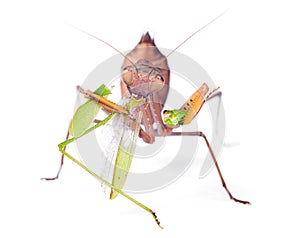 Mantis eats locust