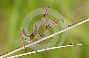 Mantis (empusa fasciata)