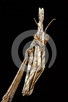 The mantis Empusa pennata, macro in a meadow