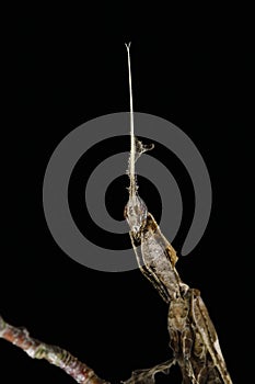 Mantis, empusa sp., Mimetic Insect, Adult against Blackground photo