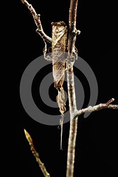 Mantis, empusa sp., Mimetic Insect, Adult against Blackground photo