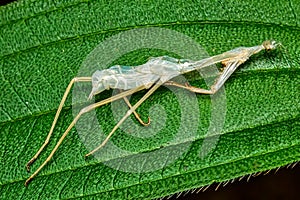 Mantis exoskeleton on leaf in the garden.